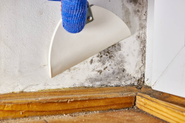 Asbestos and Lead Testing During Mold Inspection in St Augustine, FL